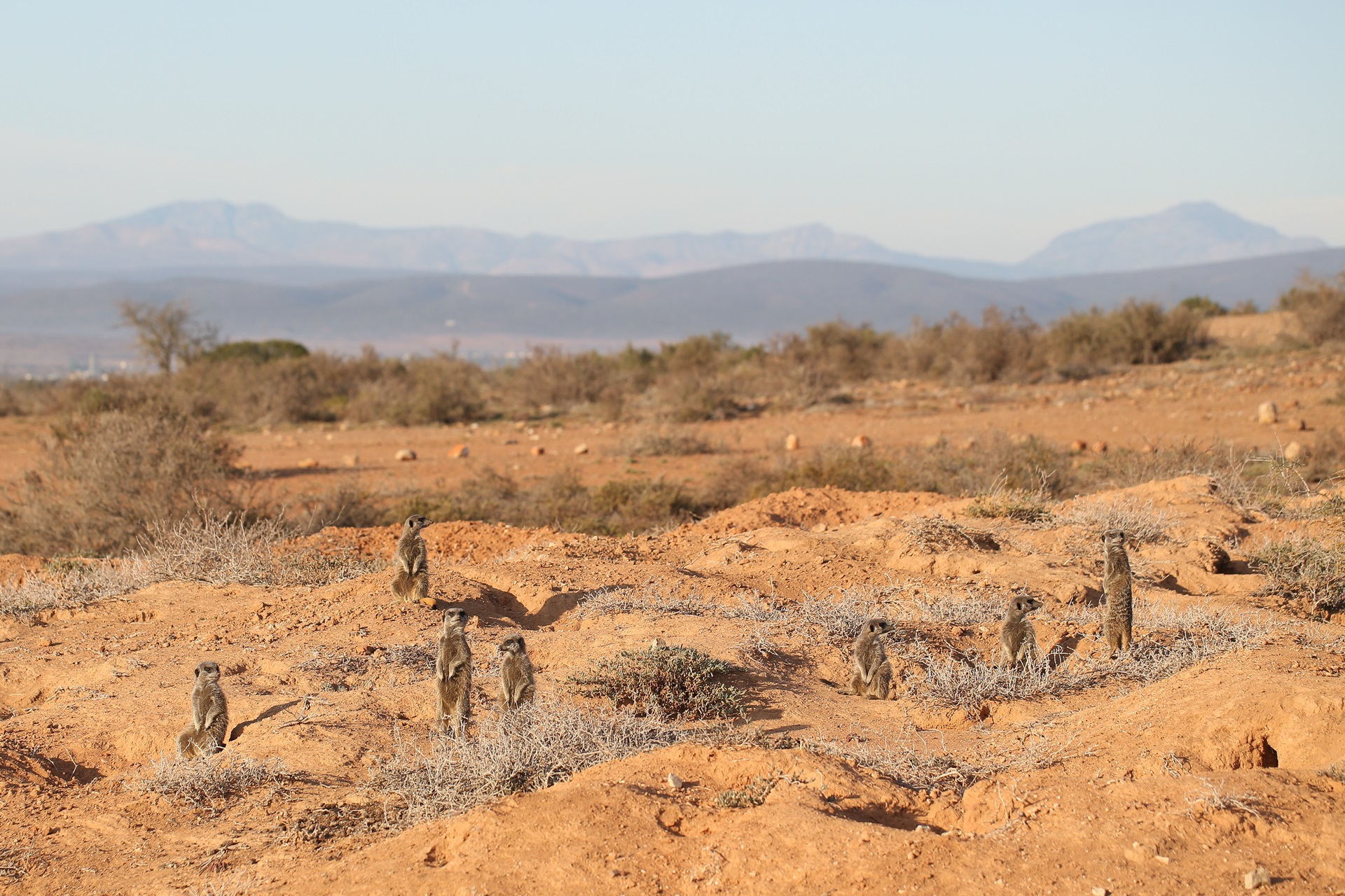 Meerkats in the morning light in the Klein Karoo