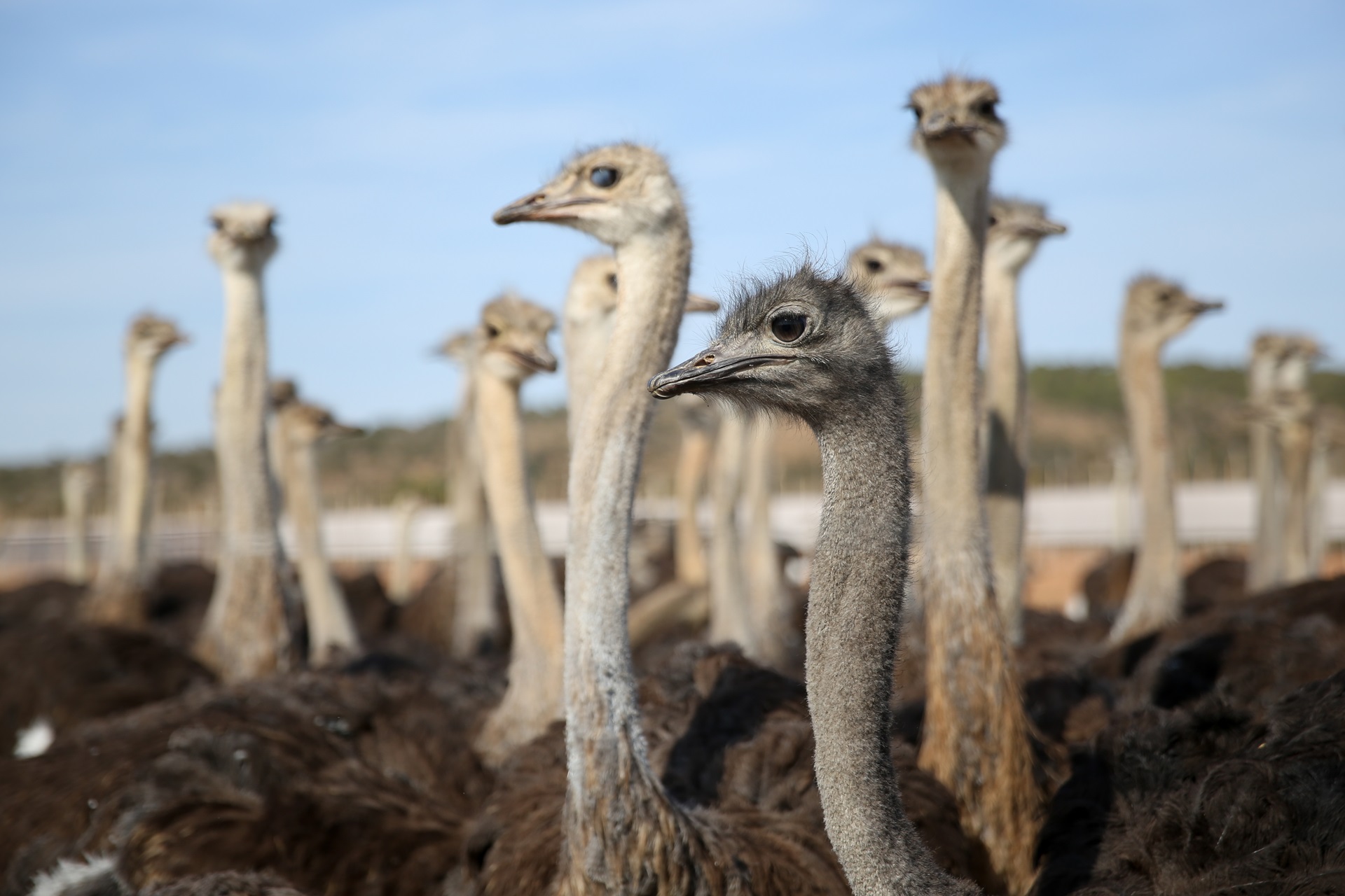 Ostriches on a working ostrich farm near Oudtshoorn